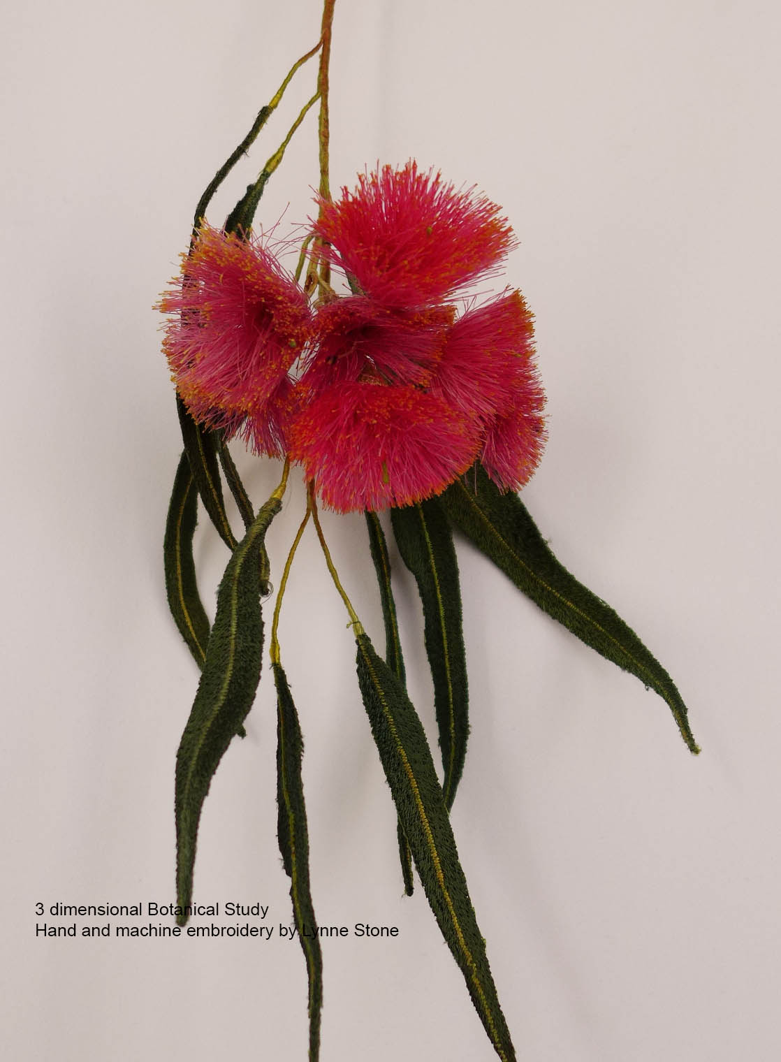 Eucalyptus leucoxylon6-3